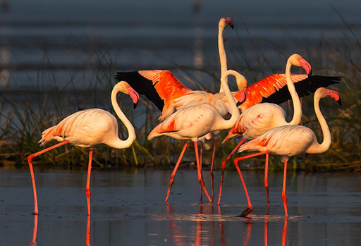 Chilika